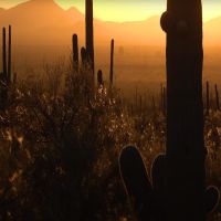 Saguaro National Park | Get the most out of your Saguaro National Park Vacation